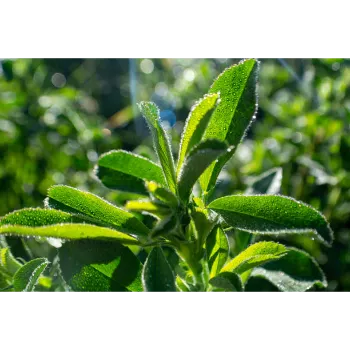 Dry Stevia Leaf